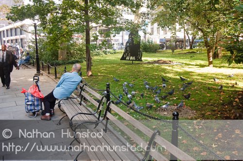 Pigeons in City Hall Park
